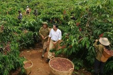 Cà phê Trung Quốc có nguy cơ ngáng đường hàng Việt