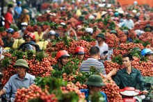 Lô vải thiều đầu tiên xuất khẩu sang Mỹ