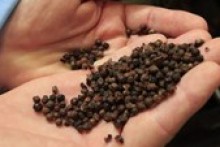 Vietnam farmers not interested in replanting old coffee trees